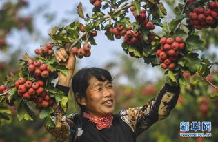 山楂映紅致富路