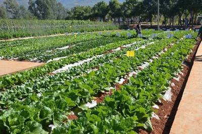 云南特色農產品,種植致富的最佳選擇