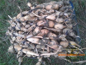 優質農產品種植項目 推薦農產品種植項目, 優質農產品種植項目 推薦農產品種植項目生產廠家, 優質農產品種植項目 推薦農產品種植項目價格