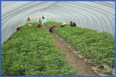 種植紅豆沙收入好嗎?揭示這一熱門創業機會的多重優勢