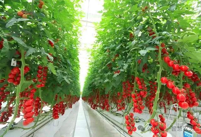 發展智能溫室大棚種植,是農業強國建設的重要舉措!|基質|農產品|新品