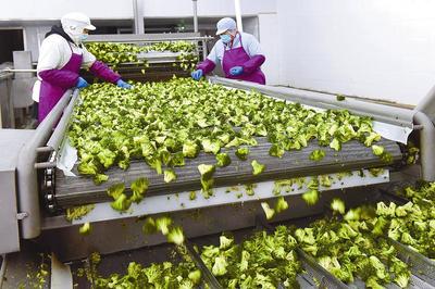 新上的蔬菜生產線