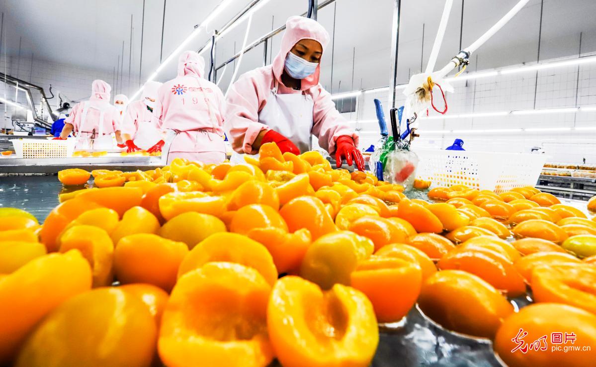 檸檬加工水果加工工廠工業飲料_1920x1080_高清視頻素材下載(編號:266