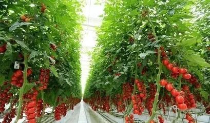 鄉村振興丨河南省鄲城縣產業振興案例--國家農業科技園改變傳統農業發展模式