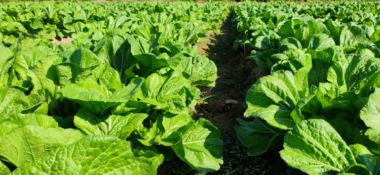 惠州梅菜作為我市傳統的名特優農產品,已有千年種植,加工,食用歷史