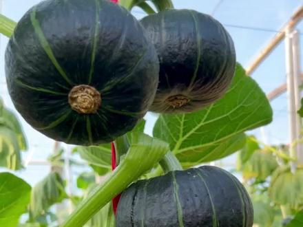 #種植小技巧 #貝貝南瓜 #蔬菜種子 #優質農產品 #上熱門