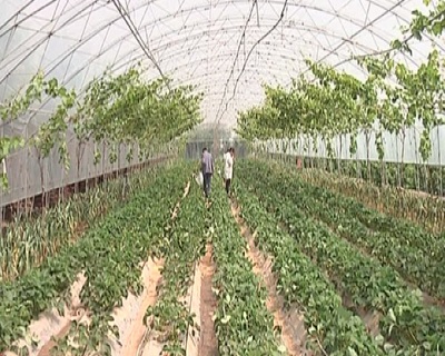 葡萄架下種草莓西瓜 混搭種植收益大