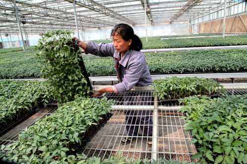 怡然晉中 太谷賀歲 春節田園游的奇妙指南