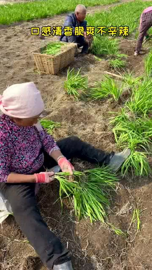 蔬菜品種千千萬,紅根韭菜很少見 優質農產品 農業種植