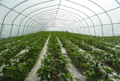 一般建造大棚的成本是多少 怎樣建造蔬菜大棚