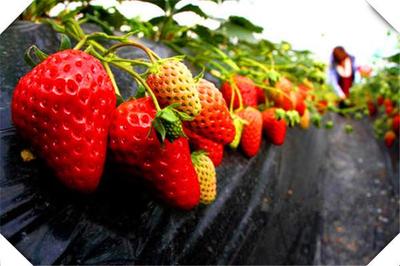 目前可以種植的農產品,種好這幾種,可快速發財致富