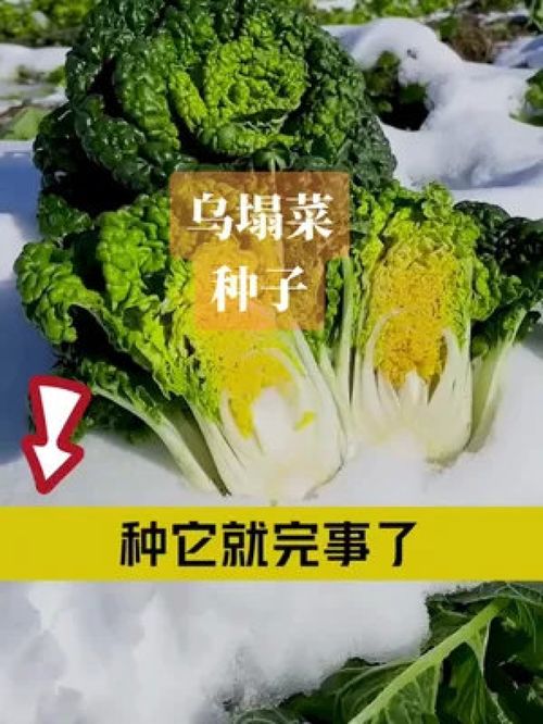 零下二十都凍不壞的蔬菜,秋冬季節就選它,種植簡單,營養美味 優質農產品 農業種植 烏塌菜 三農