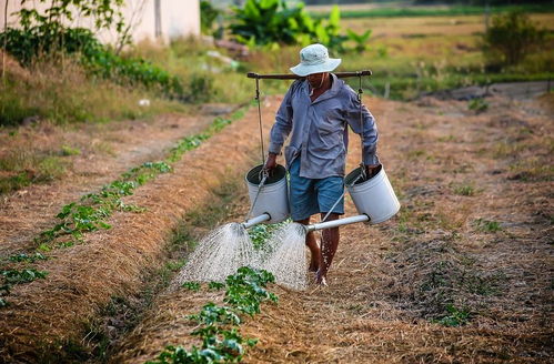 國務院要求 不得攔截蔬菜種苗等農資運輸車輛,可設立農產品運輸 接駁區