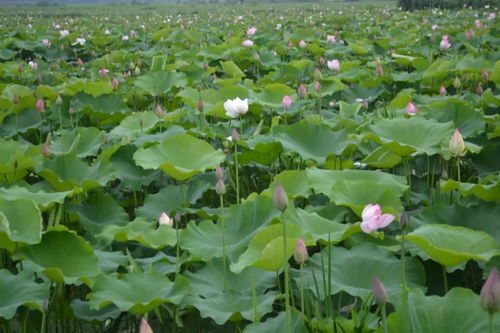 國元保險開出蓮藕價格指數保險首單