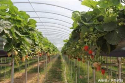 占世界19%的蘋果汁商要搞水果種植、賣鮮果?