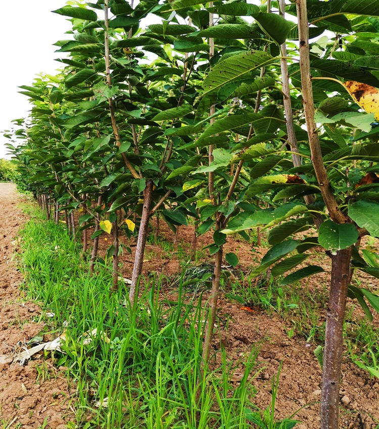 車厘子樹苗.#抖音助農 #陽臺小院均可種植 #優質農產品 #" href="https://www.veer.com/photo/132310247?utm_source=baidu&utm_medium=imagesearch&chid=902