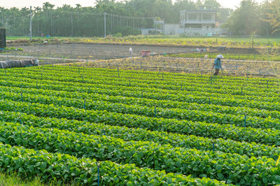 農產品種植基地