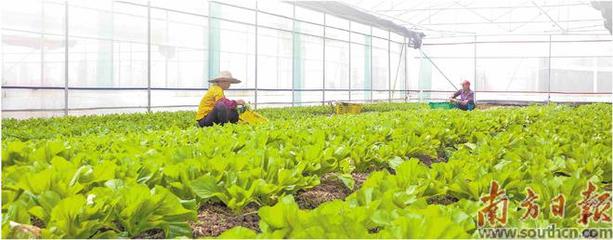 一棵菜的致富經|大力|蔬菜種植|現代農業|糧食產量|農產品品牌_網易訂閱