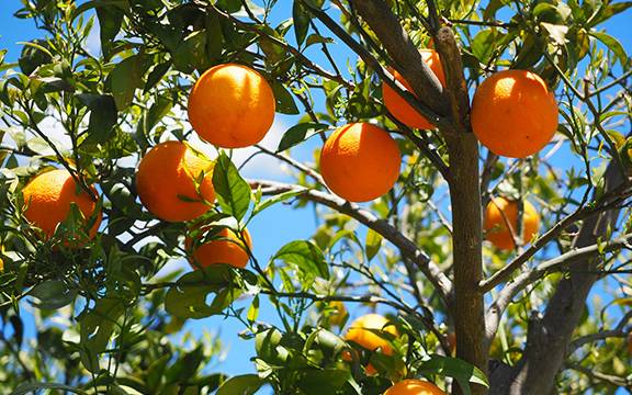 一鍵直購,讓你想吃就能吃到崇明綠華生態農產品