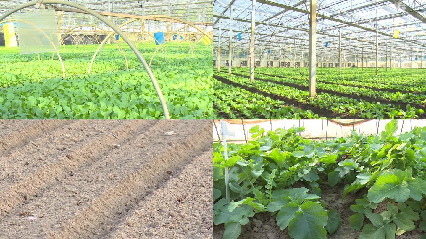 蔬菜大棚種植無土栽培蔬菜大棚