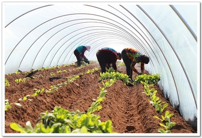 山東青島西海岸新區社:農產品全產業鏈建設的創新實踐