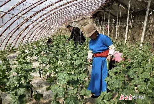 有機肥替代化肥 卓尼縣讓農產品更 綠