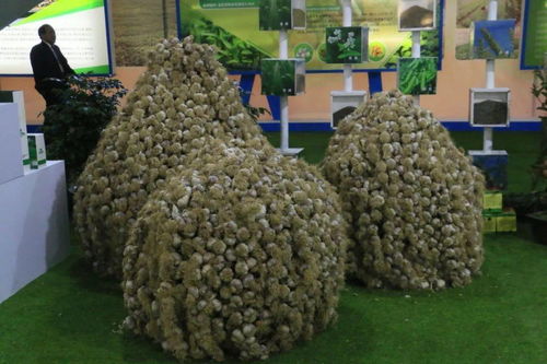 喜迎農民豐收節 樂都區多種特色農產品亮相青海 河湟 第五屆農產品展交會