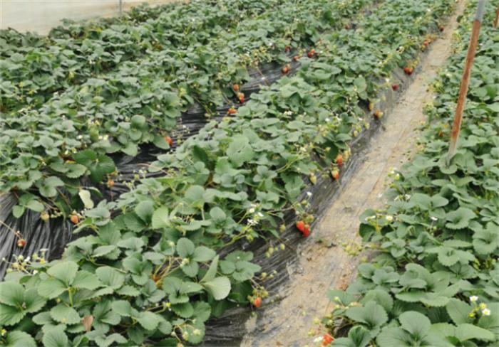 貴州農經網農產品產銷信息(2月14日)