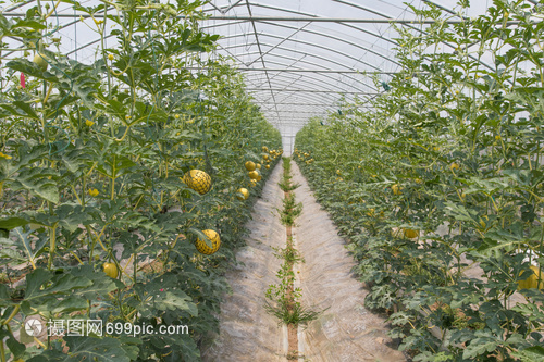 大棚種植水果