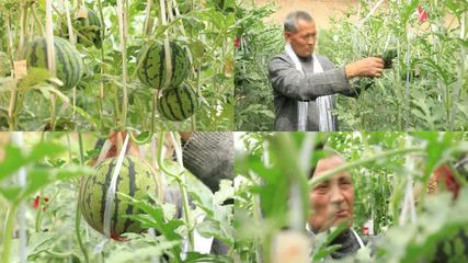 西瓜種植視頻素材包