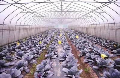 【業內新聞】全球都市農業的5種模式解讀:不僅僅是模式競爭,更是產業競爭!