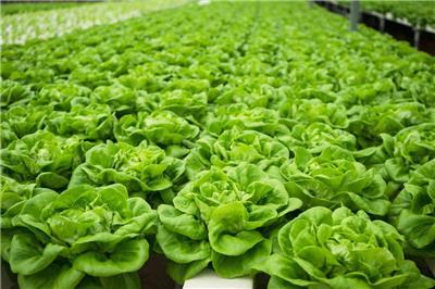 東莞飯堂蔬菜配送相關產品推薦