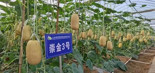 這款崇明“土味”國家地理標志產品,走出新路子!