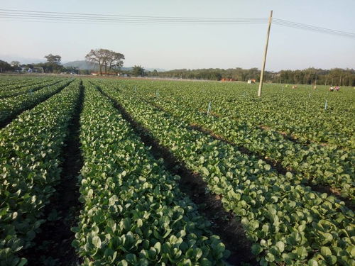 新豐這家龍頭企業 帶動四鎮四十多個自然村村民從事農產品種植