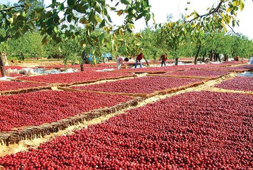 除了棉花,新疆還有啥 這6種農產品,值得你入手