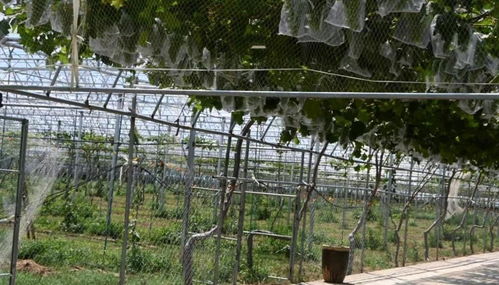 禮泉縣煙霞鎮打造 休閑農業 鮮活樣本唱響鄉村振興 田園牧歌