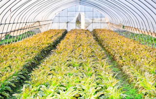 搞大棚種植的農民朋友 這兩個月是高溫悶棚的最佳時期,別錯過了