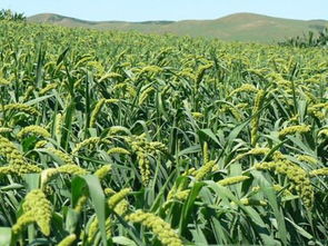 無公害小米種植產量大不