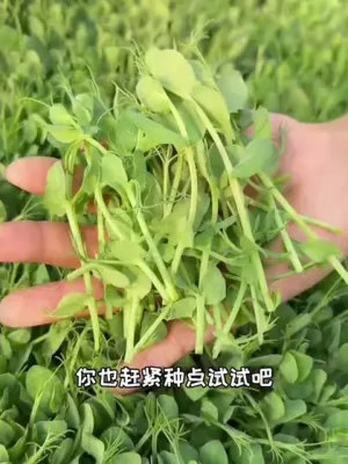 豌豆尖 農業種植 優質農產品 種菜