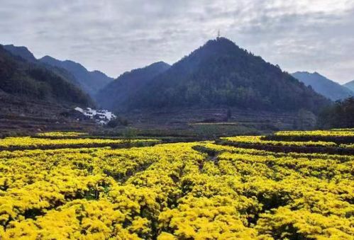 省級農創客基地,溫州 2