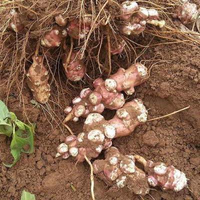 從廣泛種植到少有人問津,畝產四千斤的植物,為何會落幕?
