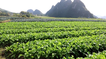 中南大學百萬訂單助力江華長山村產業發展