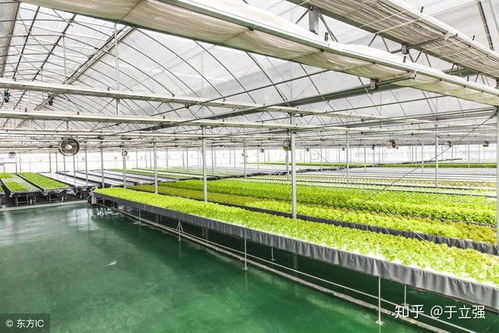 當京東也來種植蔬菜,是高回報還是電商下沉產業布局