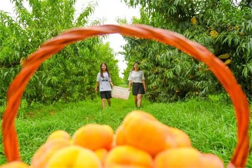 江蘇海門 時令瓜果搶 鮮 上市 特色農產品 種得好 銷得旺