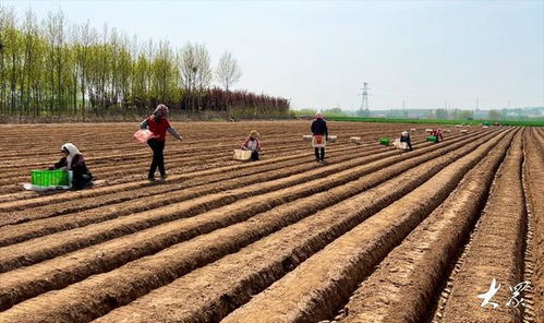 鎮域新觀察 從 兩大名產 到 多項優勢 ,平度李園播下新希望