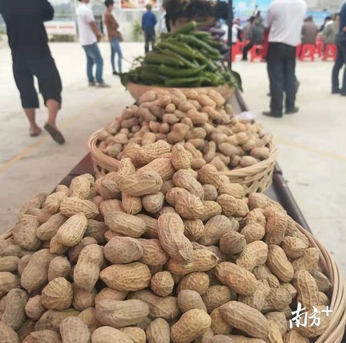 英德鄉村新聞官 花樣 推銷 ,40余種特色農產品等你來嘗