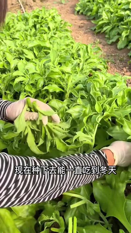 夏天您餐桌上不可缺少的美食,一定要種一些冰菜,好吃,又好種 優質農產品 冰菜