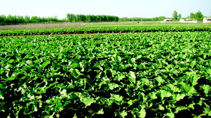生態沂蒙山 優質農產品