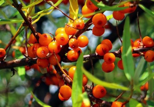 越南果蔬滯銷,仍有8種農產品等待中國批準 歐洲農產品卻陷緊缺