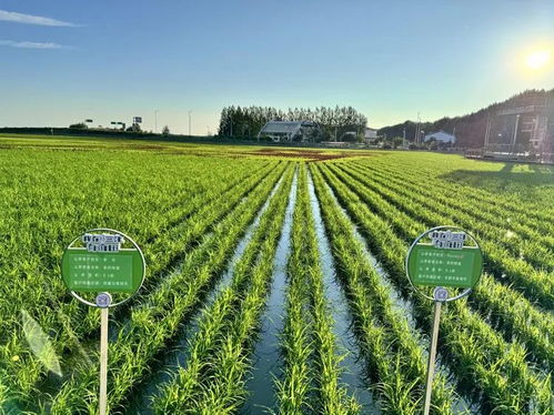 黑龍江 大糧倉 培育定制農業新業態